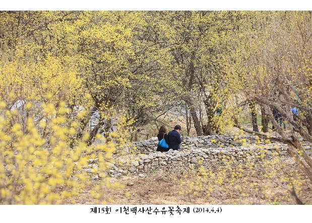 제15회 이천백사산수유꽃축제_13
