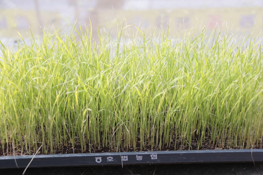 임금님표 이천쌀 전국 첫 모내기 행사_3